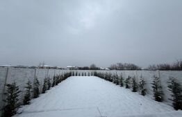 Duplex modern cu 5 camere | teren generos | Dumbrăvița