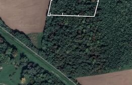 Pădure 10.000 mp Șag – front stradal 100 m, zonă în dezvoltare