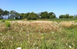 Teren intravilan Sacalaz