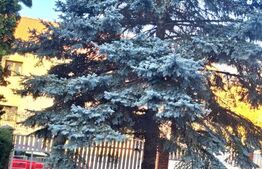 Vila deosebita 14 camere 607 mp, sauna, sera, garaje, zona Soarelui