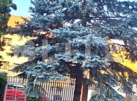 Casa de vânzare 14 camere Soarelui - 190066CV | BLITZ Timișoara | Poza5