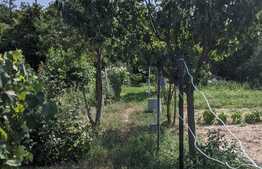 Casa cu gradina generoasa, 83mp utili, 1441 mp teren, Mosnita Noua