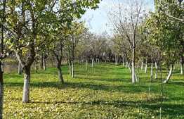 Casa traditionala, teren 1525 mp, Cornesti