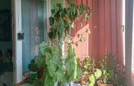 Investitie! Apartament 3 camere, semidecomandat, 45 mp, zona Dacia