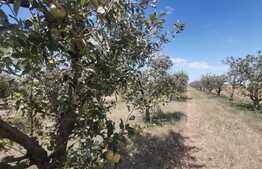 Casa + Fabrica de sucuri naturale! Afacere la cheie!