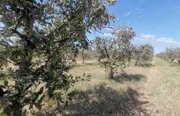 Casa + Fabrica de sucuri naturale! Afacere la cheie!