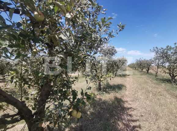 Casa de vânzare 3 camere Exterior Vest - 70231CV | BLITZ Timișoara | Poza13