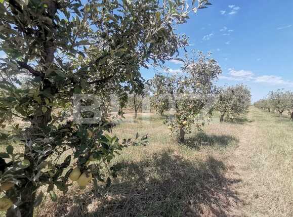 Casa de vânzare 3 camere Exterior Vest - 70231CV | BLITZ Timișoara | Poza14