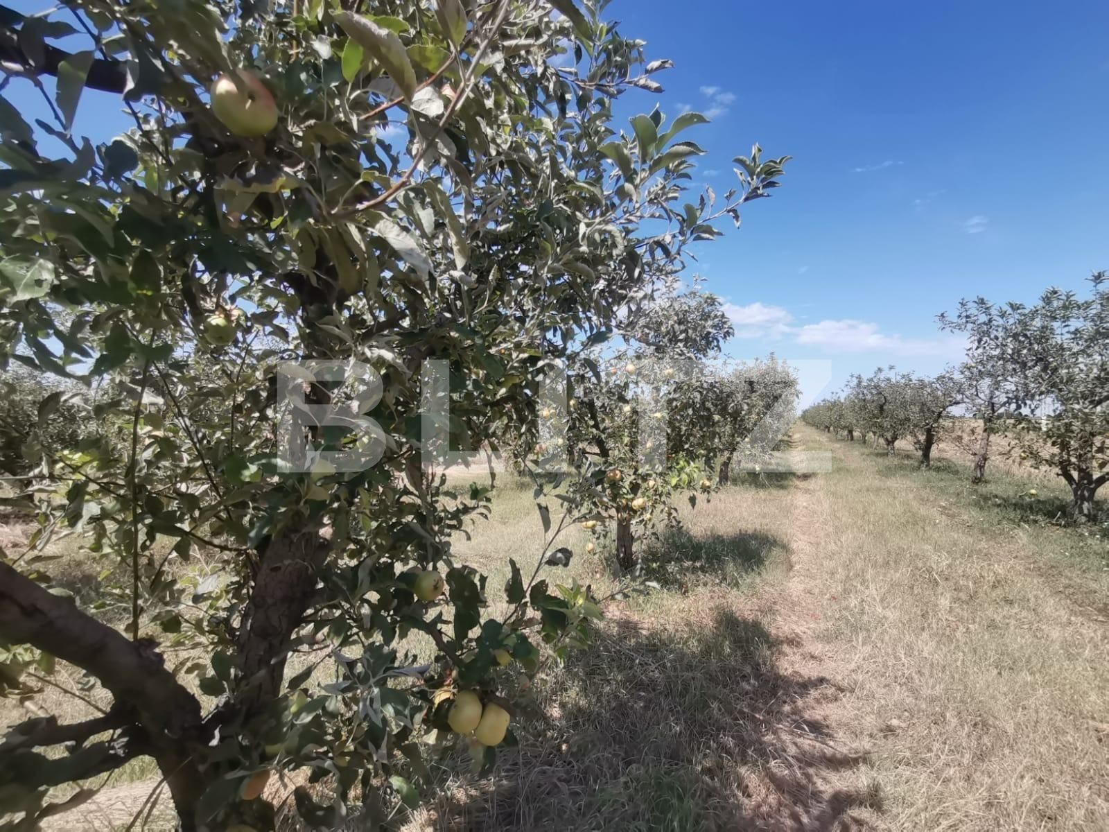 Casa de vânzare 3 camere Exterior Vest - 70231CV | BLITZ Timișoara | Poza13