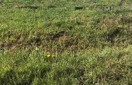 Teren industrial cu suprafaţă de 1100 mp în Calea Şagului