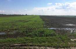 Oportunitate, teren agricol in Bencecu de Jos, la doar 5500 Euro hectarul arabil!