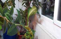 Ocazie! Apartament 3 camere, semidecomandat, 86 mp, Spitalul Județean