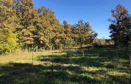 Ocazie rara, proprietate superba, 15.400 mp teren cu padure, cabana stil canadian si padure, langa Lugoj!