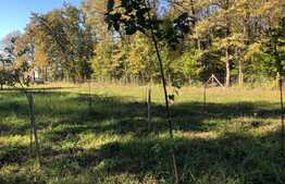 Ocazie rara, proprietate superba, 15.400 mp teren cu padure, cabana stil canadian si padure, langa Lugoj!