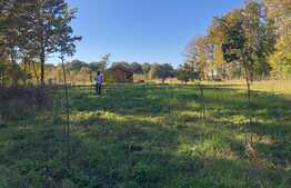 Ocazie rara, proprietate superba, 15.400 mp teren cu padure, cabana stil canadian si padure, langa Lugoj!