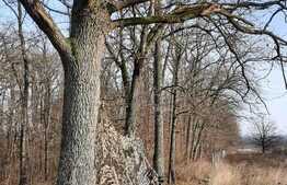 Ocazie rara, proprietate superba, 15.400 mp teren cu padure, cabana stil canadian si padure, langa Lugoj!