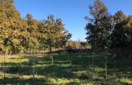 Ocazie rara, proprietate superba, 15.400 mp teren cu padure, cabana stil canadian si padure, langa Lugoj!