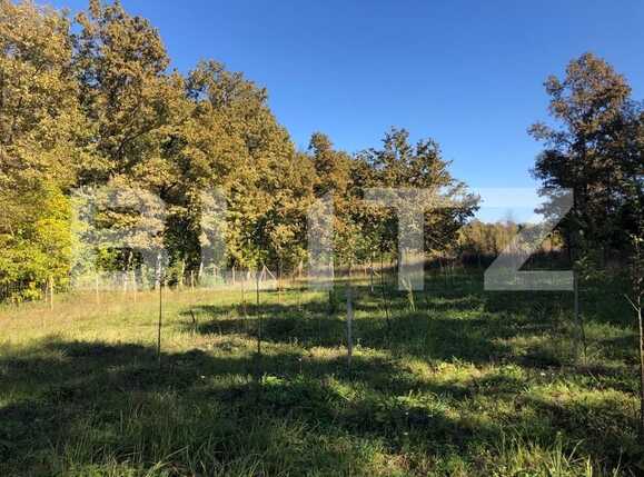 Teren de vânzare Exterior Sud - 76162TV | BLITZ Timișoara | Poza11