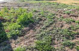 Ocazie! Teren intravilan cu PUZ, 764 mp, in Mosnita Noua!