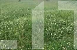 Teren de vânzare Sagului - 77193TV | BLITZ Timișoara | Poza2