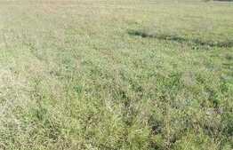 Teren de vanzare, 4340 mp, bine pozitionat in Ghiroda, P+7!