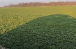 Teren extravilan, 5000 mp, langa parcul dendrologic, Bazosul Nou!