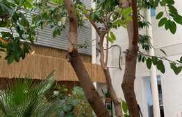 Spatiu comercial, 291 mp, zona Gheorghe Lazar