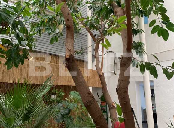 Spațiu comercial de închiriat Gheorghe Lazar - 81918SIC | BLITZ Timișoara | Poza5