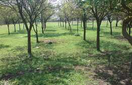 Oportunitate investitii, 147.000 mp teren intravilan, compact, in Timis!