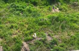 Casa individuala exclusivista, 700 mp utili, 1054 mp teren, zona Bucovina