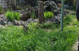 Casa de 457 mp utili, ideala pentru activitati comerciale, Lipovei