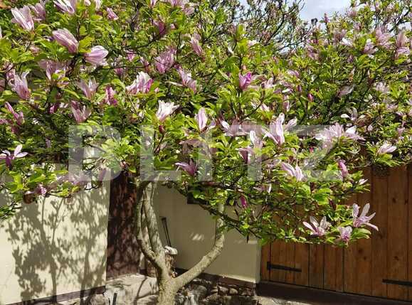 Casa de vânzare 4 camere Nadrag - 85869CV | BLITZ Timișoara | Poza7