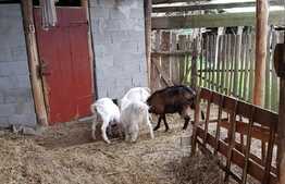 Casa de 100 mp, teren 5700 mp, Nadrag!