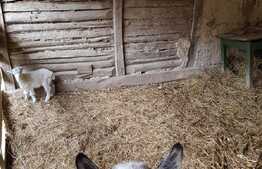 Casa de 100 mp, teren 5700 mp, Nadrag!