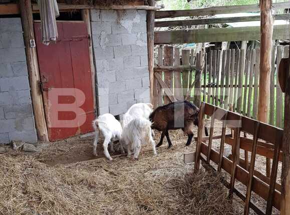 Casa de vânzare 3 camere Nadrag - 85924CV | BLITZ Timișoara | Poza14