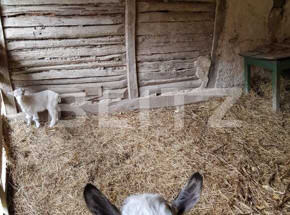 Casa de vânzare 3 camere Nadrag - 85924CV | BLITZ Timișoara | Poza15