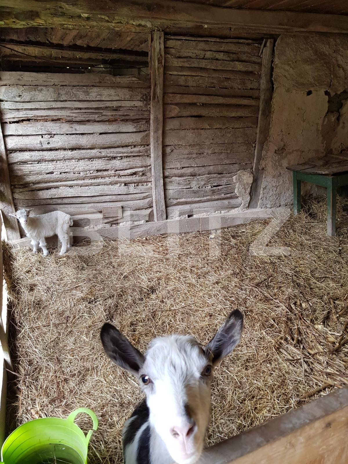 Casa de vânzare 3 camere Nadrag - 85924CV | BLITZ Timișoara | Poza15