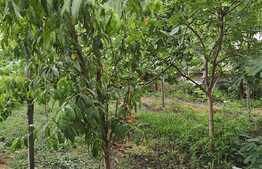 Casa de vanzare zona Mehala