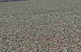 Teren cu suprafață de 2,6 ha, zona Aeroport