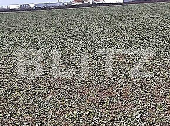 Teren de vânzare Aeroport - 88199TV | BLITZ Timișoara | Poza7