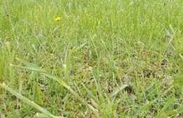 Teren extravilan 10.800 mp, Peciu Nou