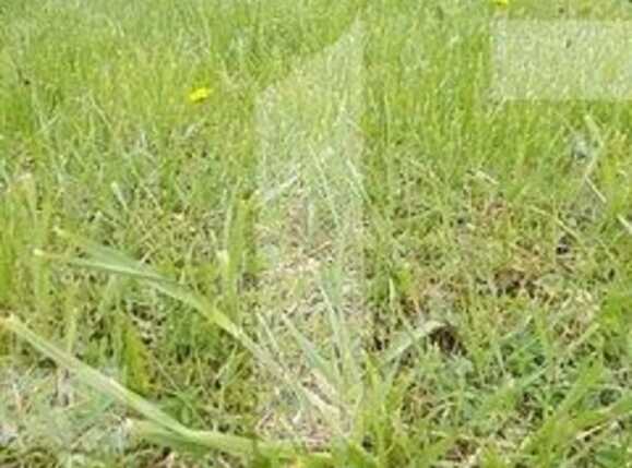 Teren de vânzare Sud-Est - 88698TV | BLITZ Timișoara | Poza1