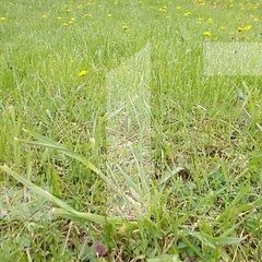 Teren de vânzare Sud-Est - 88698TV | BLITZ Timișoara | Poza1