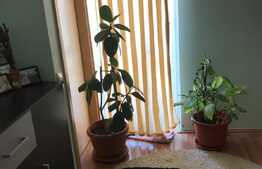 Casa de 195 mp, teren 916 mp, garaj, in Dumbravita