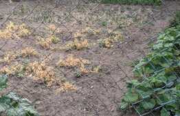 Casa la curte comuna, 53 mp utili, Zona Baba Dochia