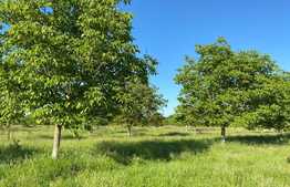 Teren extravilan de 48 ha, in Bazoșu Nou