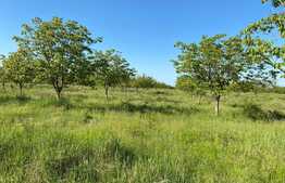 Teren extravilan de 48 ha, in Bazoșu Nou