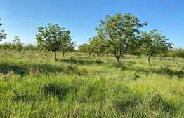 Teren extravilan de 48 ha, in Bazoșu Nou