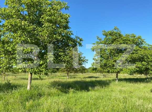 Teren de vânzare Remetea Mare - 90991TV | BLITZ Timișoara | Poza1