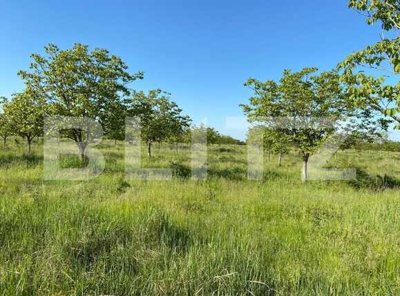 Teren de vânzare Remetea Mare - 90991TV | BLITZ Timișoara | Poza2